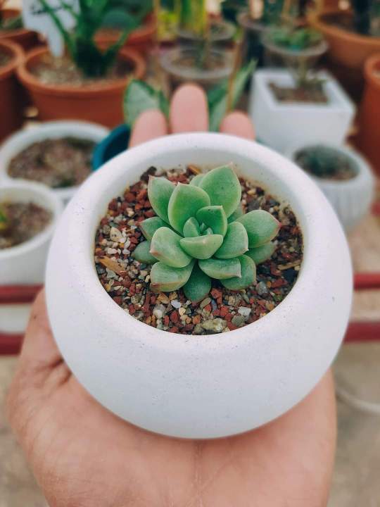 Round%20cactus%20or%20succulent%20plantable%20vase%20-%20Image%202