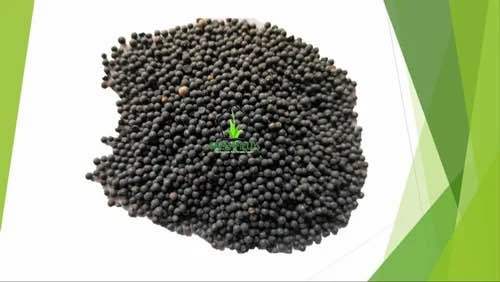 %F0%9F%8C%BF%2050%E2%80%9360%20Pcs%20Premium%20Kurilo%20Seeds%20%7C%20100%25%20Natural%20Asparagus%20Seeds%20for%20Healthy%20Growth%20&%20Herbal%20Benefits%20-%20Image%202