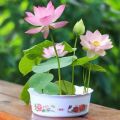 100% Guaranty global best quality (পদ্মফুল)water lily(Lotus) Bonsai seeds -5pcs.