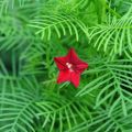 Cypress Vine ( Creeper) Summer flower Seeds (10 seeds). 