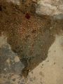 Termite Treatment / Anti Termite Works Per Square Feet. 