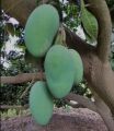 MULTANI WHITE CHUNSA MANGO  EXPORT QUALITY ( 9 -10 KG). 