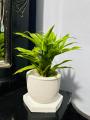 Natural Indoor Lucky bamboo plant pot with tray set/indoor set. 