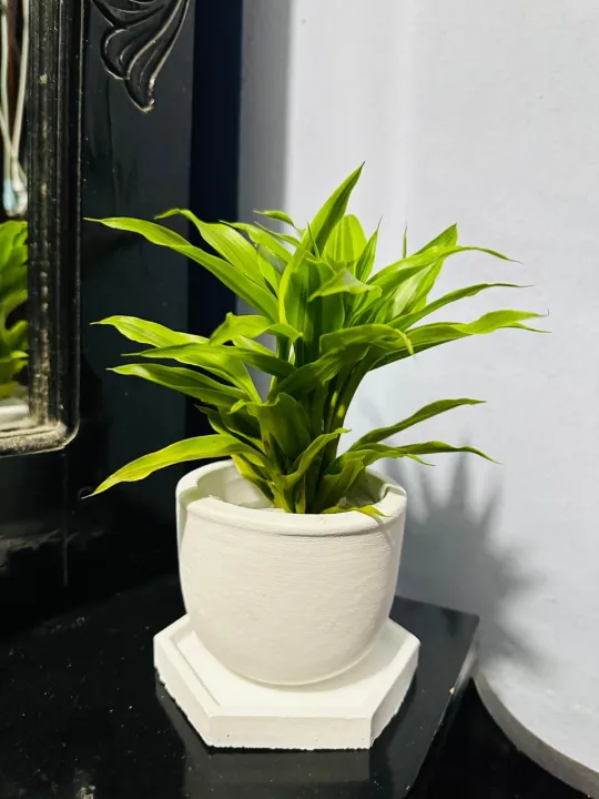 Natural%20Indoor%20Lucky%20bamboo%20plant%20pot%20with%20tray%20set/indoor%20set%20-%20Image%202