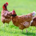 2PCS Chicken Collar Anti-Hook Noise Free Neckband Collars No Crow Rooster Collar Prevent Chickens from Crowing Supplies. 