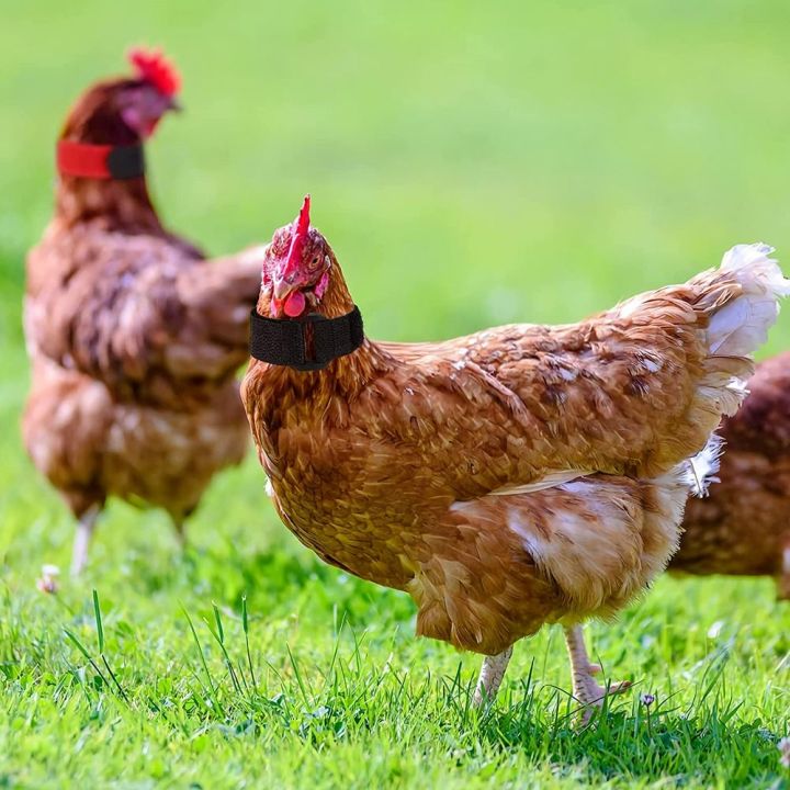 2PCS%20Chicken%20Collar%20Anti-Hook%20Noise%20Free%20Neckband%20Collars%20No%20Crow%20Rooster%20Collar%20Prevent%20Chickens%20from%20Crowing%20Supplies%20-%20Image%204
