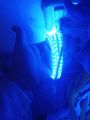 BLUE LED Rope Ceiling Strip Room Decoration LIGHT, Flexible,Easy to Install With Double Tape,elfi Or Wire Clips,SMD Waterproof With All Sizes,Party lights. 