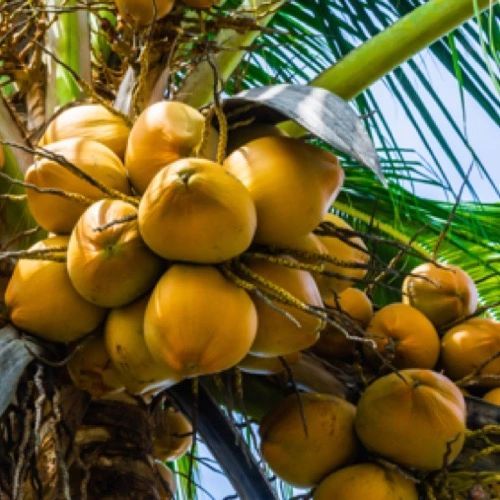 Coconut%20Fertilizer%20Special%20APM/YPM%20%E0%B6%B4%E0%B7%9C%E0%B6%BD%E0%B7%8A%20%E0%B7%83%E0%B6%B3%E0%B7%84%E0%B7%8F%20%E0%B6%B4%E0%B7%9C%E0%B7%84%E0%B7%9C%E0%B6%BB%20-%20Image%204