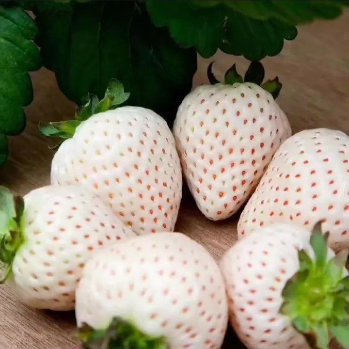 Thai%20Mixed%20Strawberry%20Seeds%20Combo%20Strawberry%20Seeds%20-30pcs%20-%20Image%205