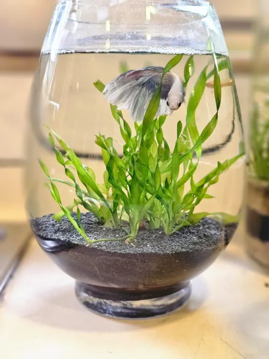 Betta%20fish%20Bowl/%20Glass%20Bowl%20for%20mini%20planted%20terrarium,%20planted%20-%20Image%207