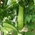 All Season Hybrid Korola (Bitter Gourd) Seeds - 10+ Seeds. 