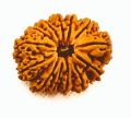 11 Mukhi Rudraksha Original/11 face rudraksha Original. 