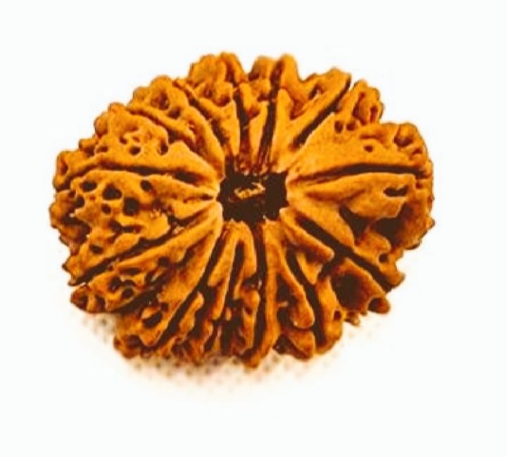 11%20Mukhi%20Rudraksha%20Original/11%20face%20rudraksha%20Original%20-%20Image%206