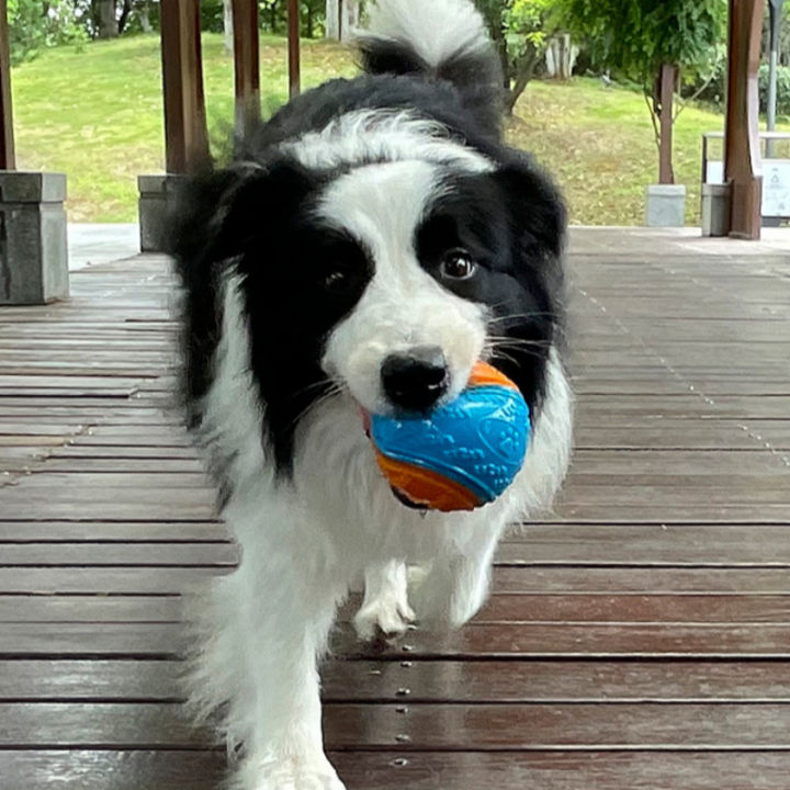 Dog%20Squeaky%20Balls%20Toy%20Dog%20Soft%20TPR%20Chew%20Toy%20Dog%20Pet%20Teeth%20Cleaning%20Bite%20Resistance%20Puppy%20Training%20Sound%20Toy%20Pet%20Supplies%20-%20Image%205
