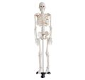 Mini Skeleton For student  - Human Skeleton Model for Anatomy Anatomical Skeleton Human Skeleton Anatomy Skeleton Model 17in. 