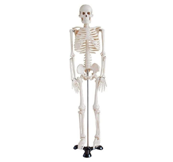 Mini%20Skeleton%20For%20student%20%20-%20Human%20Skeleton%20Model%20for%20Anatomy%20Anatomical%20Skeleton%20Human%20Skeleton%20Anatomy%20Skeleton%20Model%2017in%20-%20Image%203