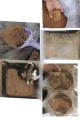Wood cat litter Clumpy Sawdust. 