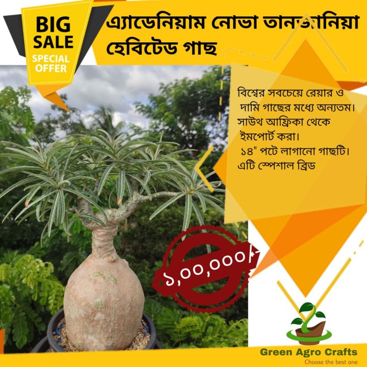 Nova%20Tanzania%20Pure%20Habitate%20mother%20plant%20-%20Image%202