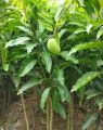 Baro mashi katimon aam gach 1ps shah agro farm garden plants all season katimon mango tree 1ps. 