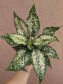 Aglaonema snow white indoor and semi outdoor houseplant with tob and soil 1 piece.