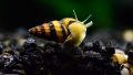 Assassin snail For planted Aquarium / fish Tank pest snail solution. 
