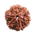 2 pcs Rudraksha Original Nepali Six faced 6 Mukhi Nepali Rudraksha. 