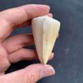 White CONUS shell, white CONUS shell, 4-7cm Xiao Yu Luo. 