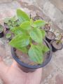 baby sun rose live plant with pot. 