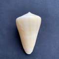 White CONUS shell, white CONUS shell, 4-7cm Xiao Yu Luo. 