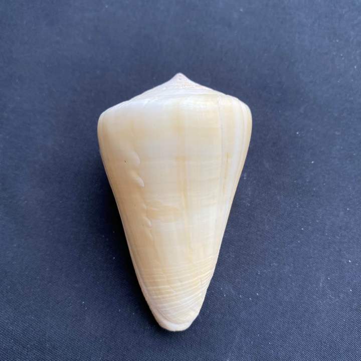 White%20CONUS%20shell,%20white%20CONUS%20shell,%204-7cm%20Xiao%20Yu%20Luo%20-%20Image%203