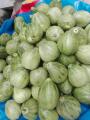 High Germination Cucumis Melo (ونگا) Wanga| Cucumber Melo Fruit Seeds For Kitchen Gardening. 