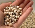 Premium Safed Lobia 500g - White Lobiya| Kidney| Desi White Lobia Daal | Safaid Rajma, white Soya beans, White cowpea lentils, perfect for salads, soups, and traditional dishes. Fresh, organic, and preservative-free, lobia red, brown, white. 
