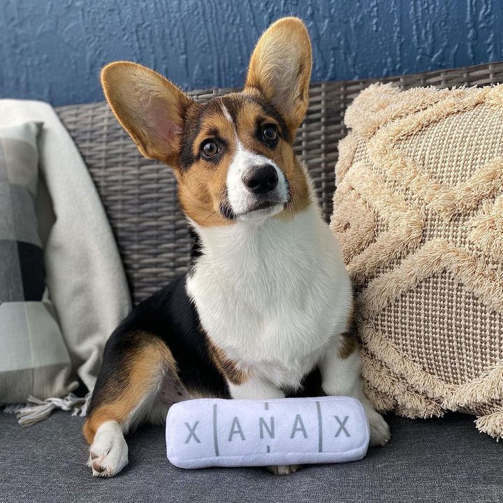 Chill%20Pup%20Funny%20Dog%20Toy%20-%20Parody%20Plush%20Squeaky%20Crinkle%20Dog%20Toy%20-%20Image%206