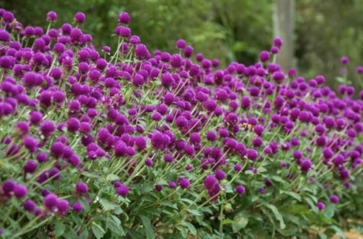 Gomphrena%20Mixed%20Flower%2050%20Seeds%20For%20Garden%20And%20Balcony%20-%20Image%203