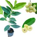 Kaha jambu yellow rose apple layer plant. 