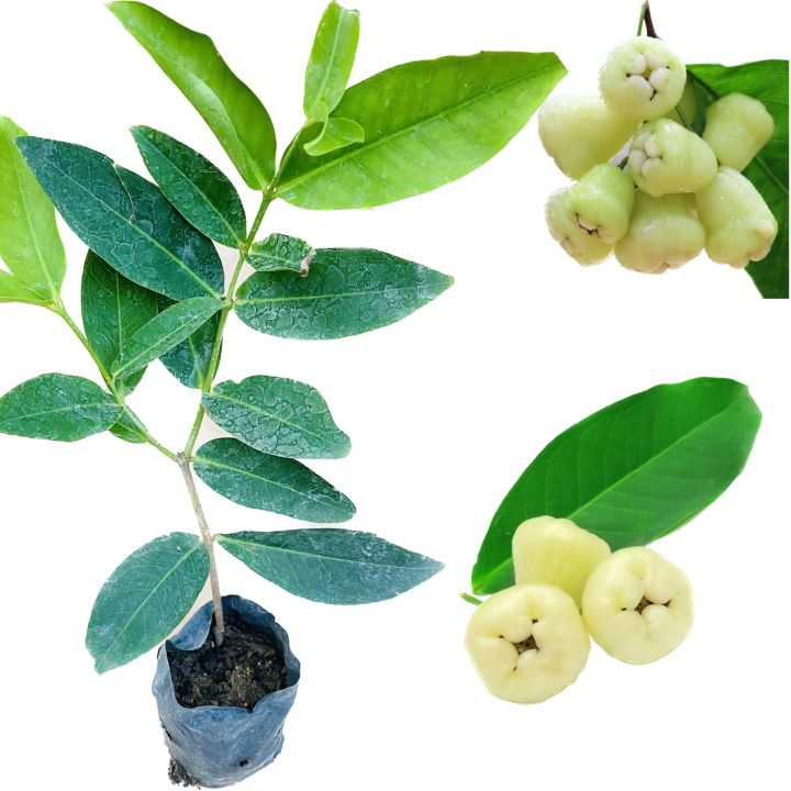 Kaha%20jambu%20yellow%20rose%20apple%20layer%20plant%20-%20Image%205