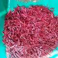 premium quality red chilli powder. 