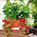 Thai Mixed Strawberry Seeds Combo Strawberry Seeds -30pcs.