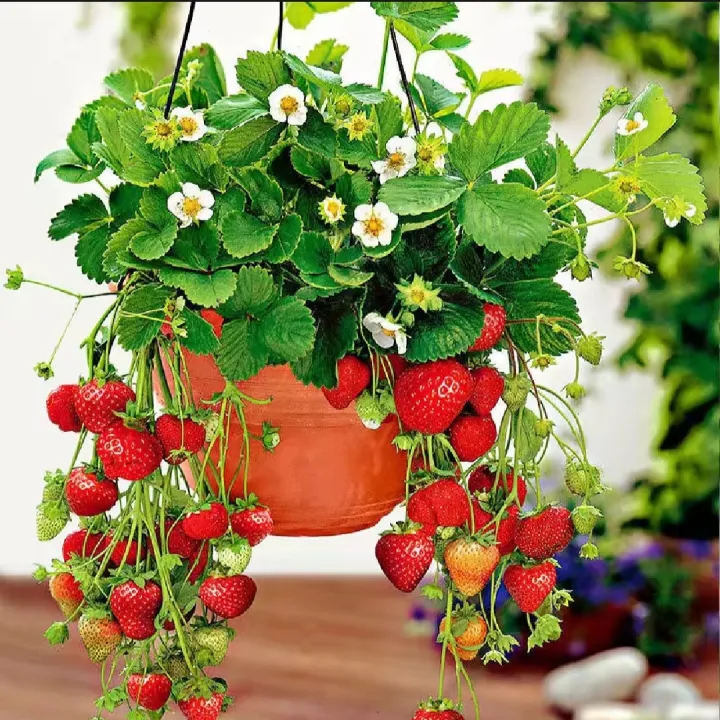 Thai%20Mixed%20Strawberry%20Seeds%20Combo%20Strawberry%20Seeds%20-30pcs%20-%20Image%206