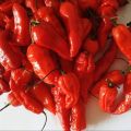 High quality Naga Bombay Chili Seeds 30 pcs - Green.