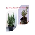 Herble Rosemery Plant With a Growing Bag. 
