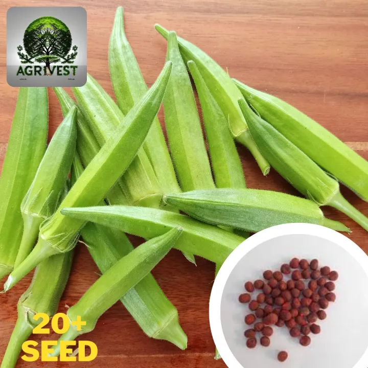 Hybrid%20okra%20/%20vhendi%20seed%20-20pis%20-%20Image%202