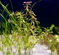 Aqua Plant World - Nesea Red - Live Aquatic Fast Growing Plant - 4 stems. 