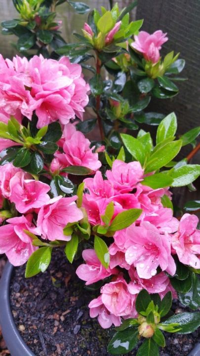 Asaliya pink color plant