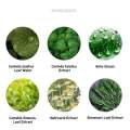 Graymelin Mugwort Pure Serum { 50 ml }. 