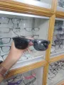 Velocity Infinity Polarized Sunglasses With Special Taildwind Box. 