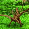 1 Pcs Wood Natural Trunk Driftwood Tree Aquarium Fish Tank Plant Stump Aquarium Fish Tank Ornament Landscaping Decoration. 