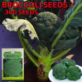 Fast delivery! Easy to grow all over Thailand 100% PCs broccoli seeds for sale vegetable seeds healthy and high nutrition vegetable seeds plant air purification plants. 