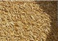 Oat | Jai | Javi | Oat seeds | organic oat seed | 500 gram oat | wholesome Oat seeds |   جوی | جئ | جئ کے بیج. 
