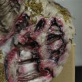 Walking Dead Zombie Head Mask Movie Cosplay Scary Monster Latex Masks Halloween Party Horror Seaweed Zombie Mask Role Play Props. 